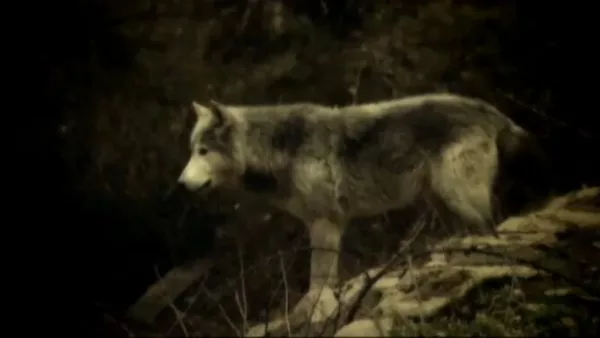 El lobo: Mito y leyenda