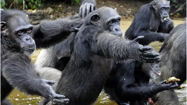 Animales en pie de guerra